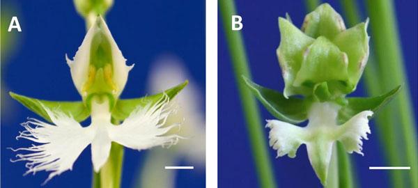 ラン科植物サギソウにおける緑花変異の原因遺伝子特定 Eurekalert