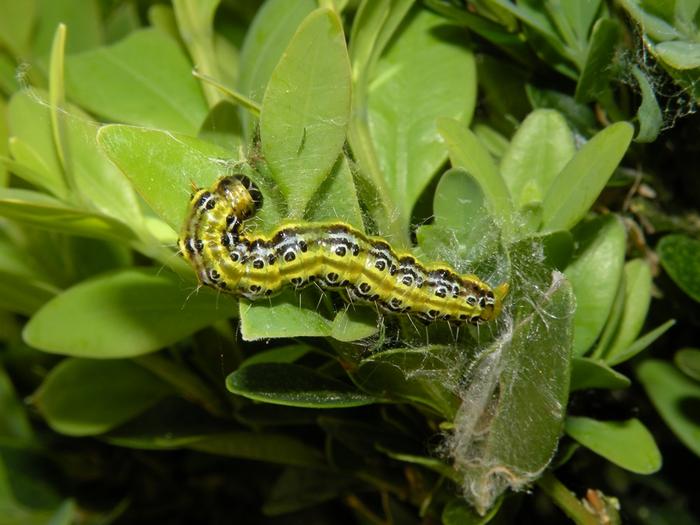 Box tree moth