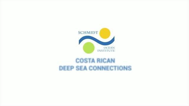 4K Species Highlight Video of Cocos Island Seamount