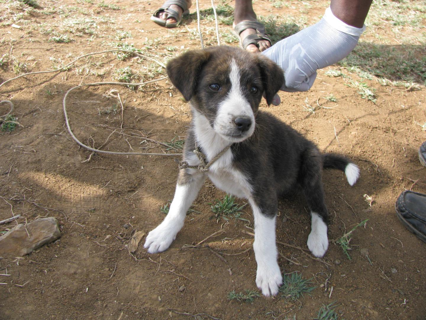 A Puppy Getting a Rabies Vaccine