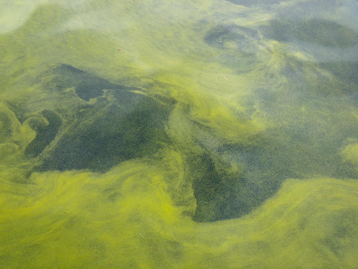 Cyanobacteria bloom, Lake Sunapee, NH
