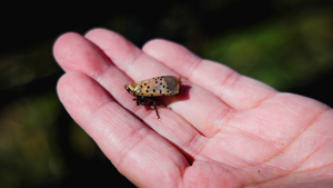 Spotted Lanternfly