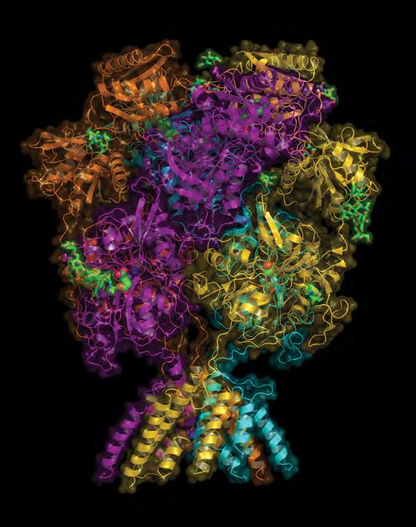 NMDA: A Key Brain Cell Receptor