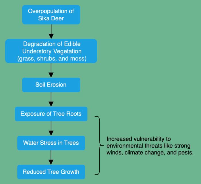 How Sika Deer overpopulation leads to reduced tree growth