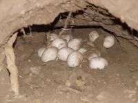 Komodo Dragon Eggs in Nest