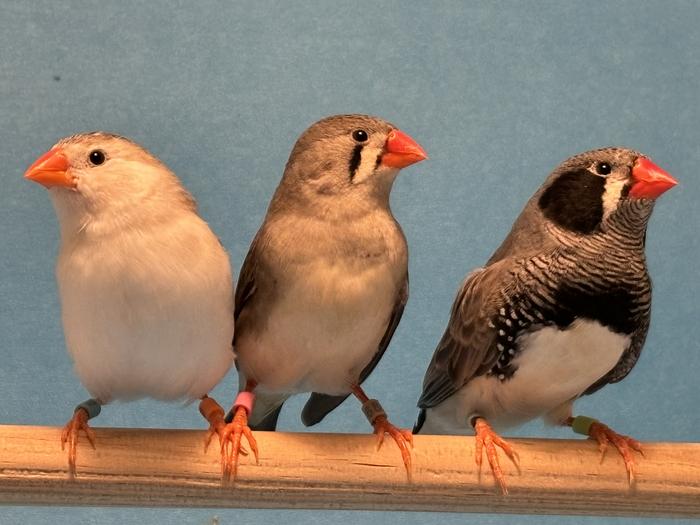 Zebra finches