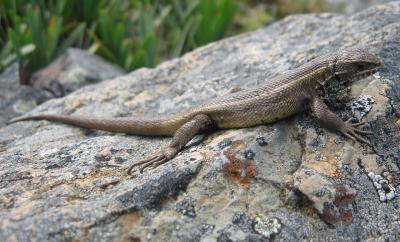 <i>Liolaemus pachacutec</i>