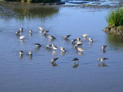 Western Sandpipers