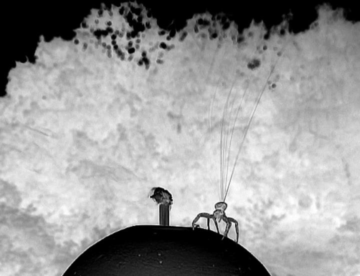 Flying Spiders Sense Meteorological Conditions and Use Nanoscale Fibers to Float on the Wind
