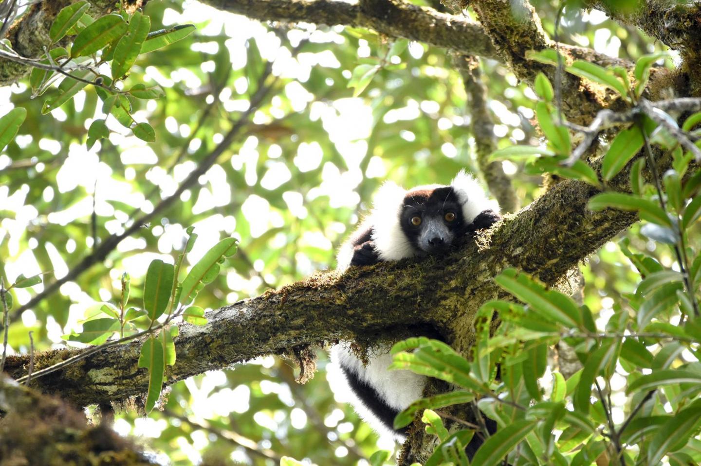 Ruffed Lemur