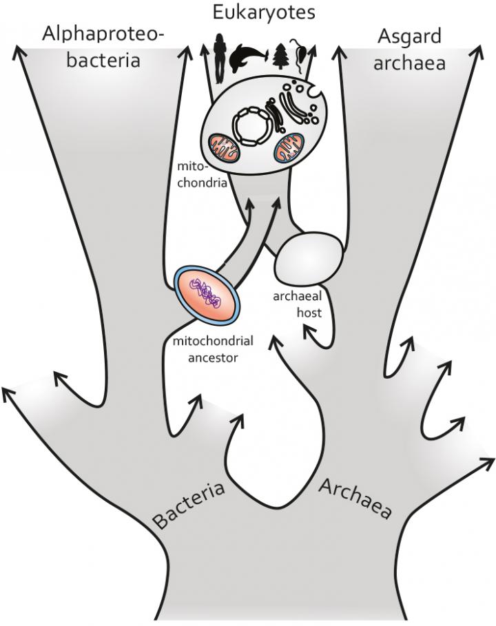 New Hypothesis for the Evolutionary Origin of Mitochondria