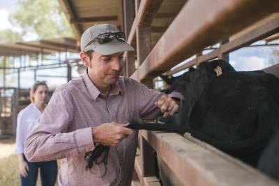 Professor Ben Hayes Collects Tail Hair Sample