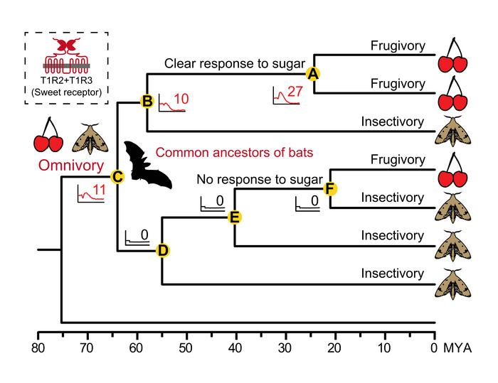 Common ancestors of bats were omnivorous suggested by resurrection of ancestral sweet receptors