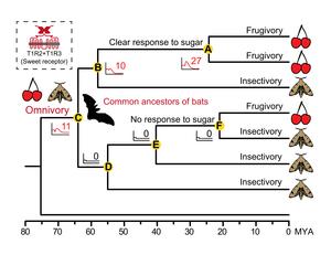 Common ancestors of bats were omnivorous suggested by resurrection of ancestral sweet receptors