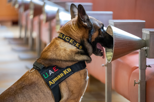 Positive marking by a U.A.E. dog during the trial.