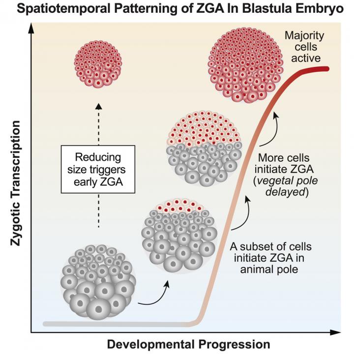 Size Matters New Data Reveals Cell Size Spar Eurekalert