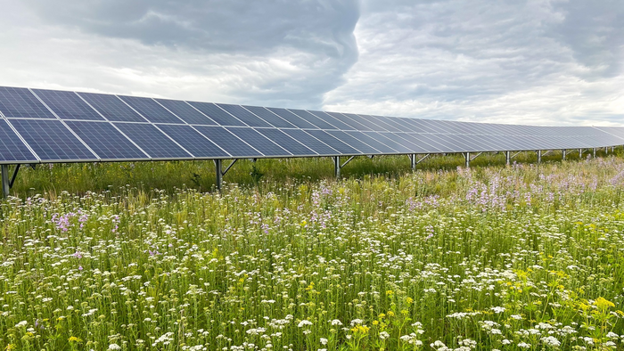 Solar pollinator habitat at solar facility in Minnesota