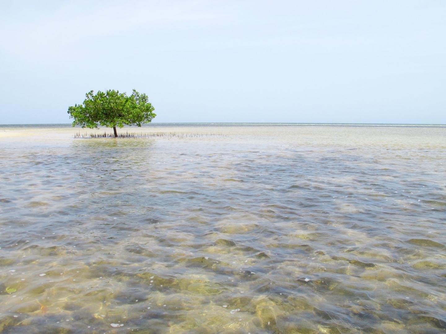 Mangroves