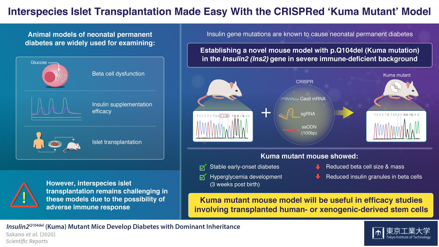 Interspecies Islet Transplantation Made Easy With the CRISPRed 'Kuma Mutant'Model