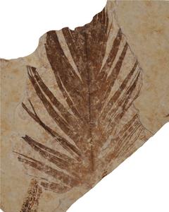 Fossil feather
