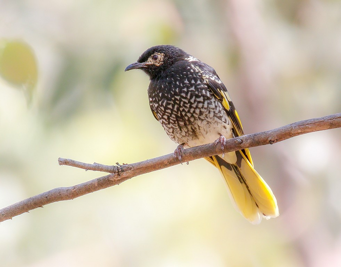 Regent honeyeater