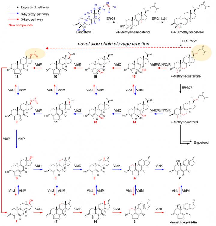 The Biosynthetic Pathway of Demethoxyviridin