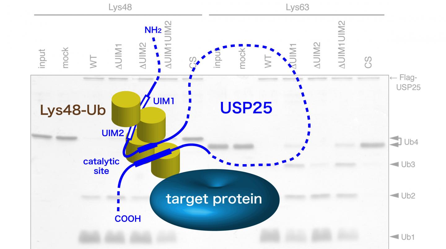 Schematic Model for the Role of Tandem UIMs in USP25