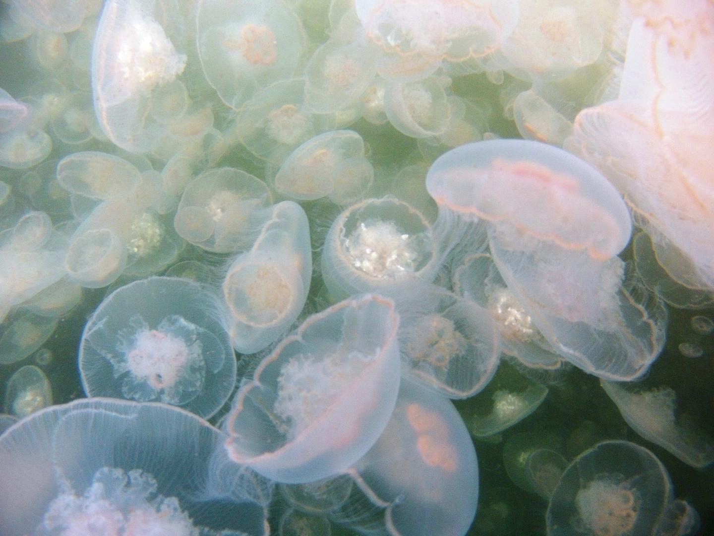 Jellyfish Bloom