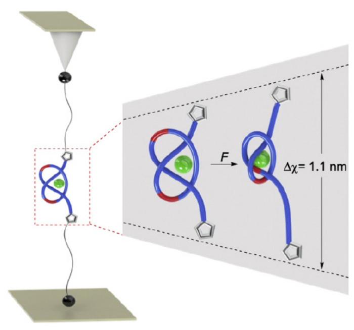 Mechanical tightening of a synthetic molecular knot