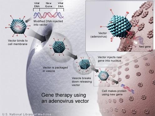 Image Depicting a Graphic of a New Gene Injected into a Vector