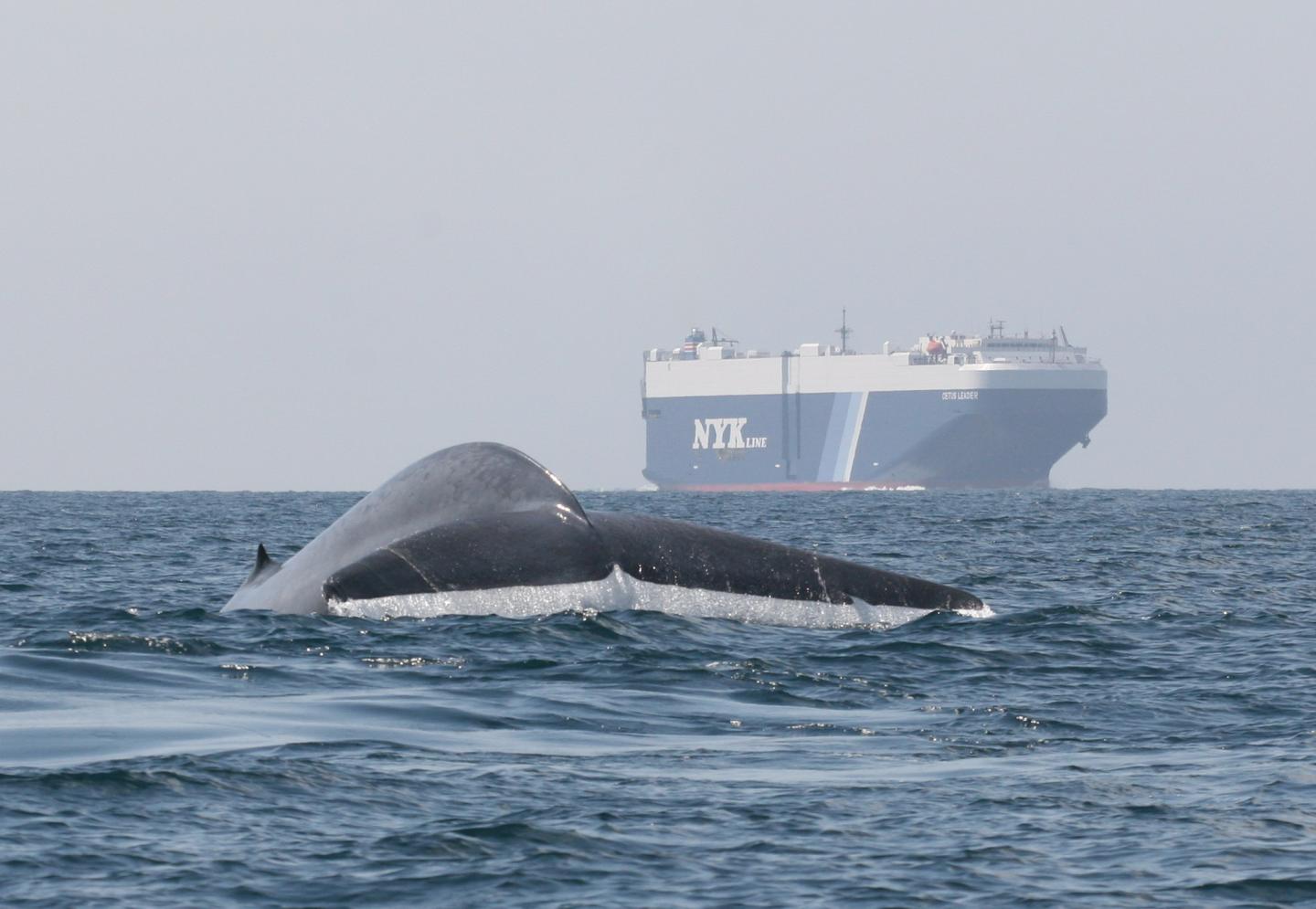 Blue Whale and Ship Traffic
