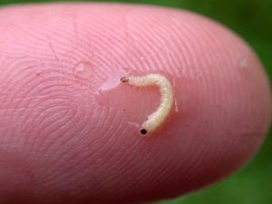 Corn rootworm larva