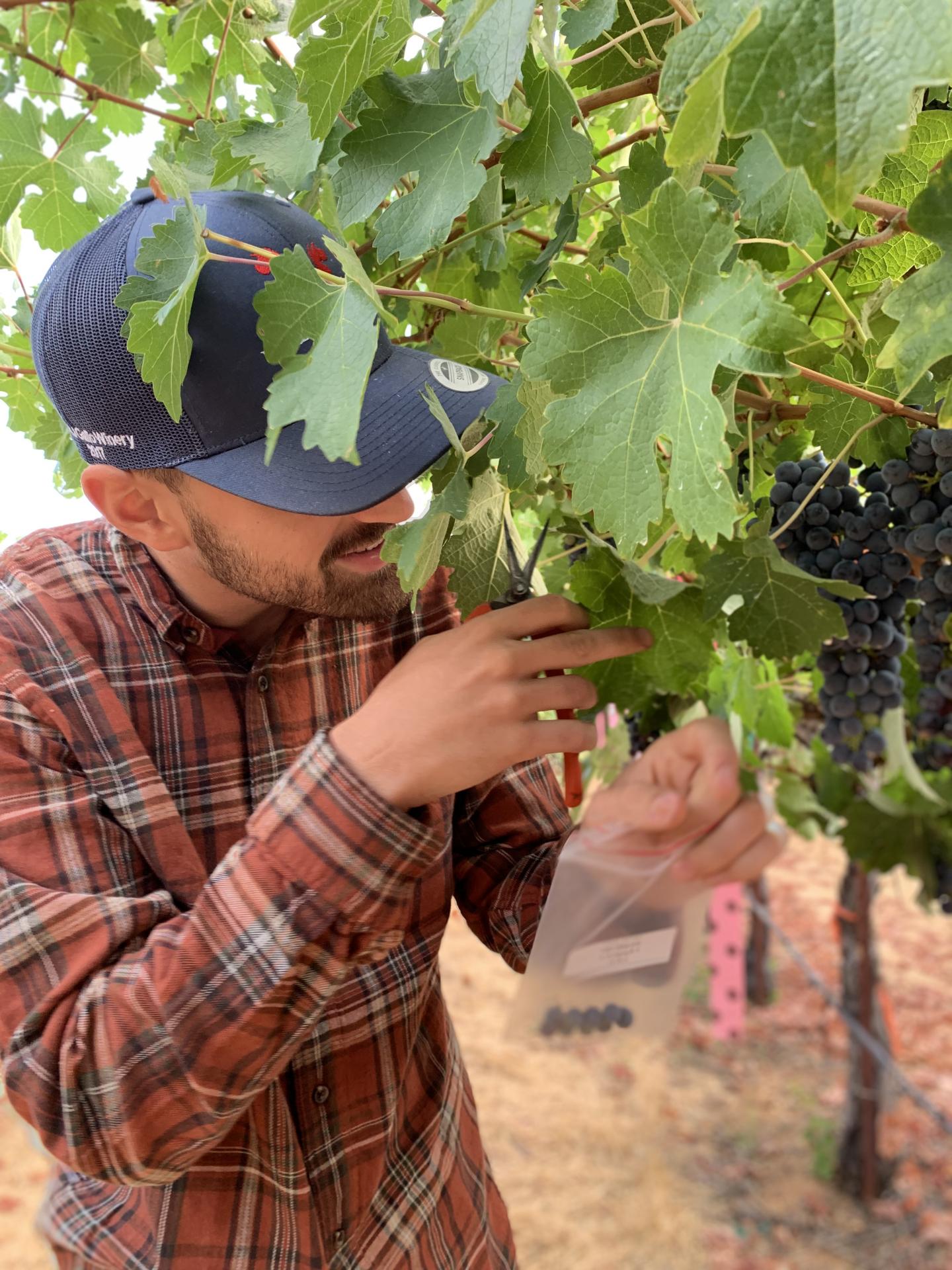 Researcher Pietro Previtali collecting grape samples.