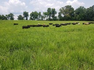 Pasture in Charlotte County, Virginia