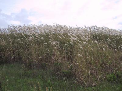 <i>Miscanthus</i>
