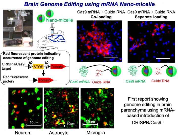 Brain Genome Editing using mRNA Nano-micelle