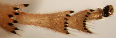 Part of the Hind Legs of <i>Philaenus spumarius</i> Froghoppers