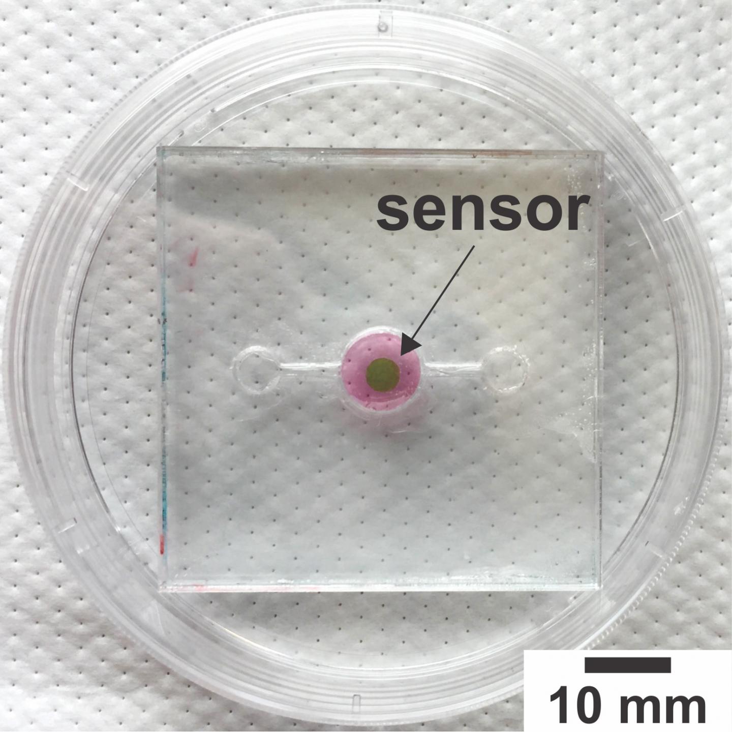 Tracking Oxygen Levels in Organs-On-A-Chip
