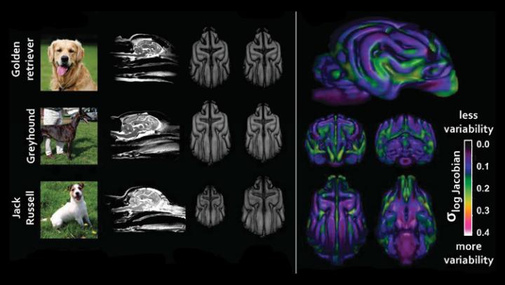 How Humans Have Shaped Dogs' Brains