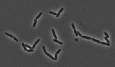 Lactobacillus murinus under the Microscope 
