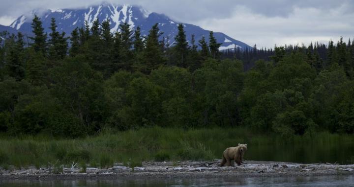 'Bearcam' Study Focuses on Human Emotional Connection with Wildlife, Parks