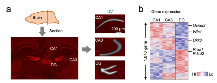 PIC for the hippocampus of mouse brains