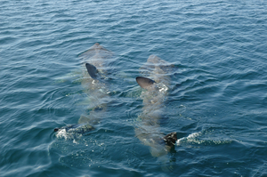 Basking Shark