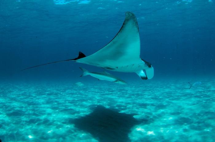 Giant Manta Ray