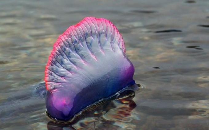 Wind Dispersal in Pelagic Species