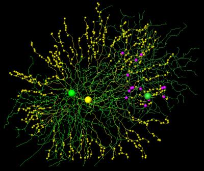 Cell Reconstruction