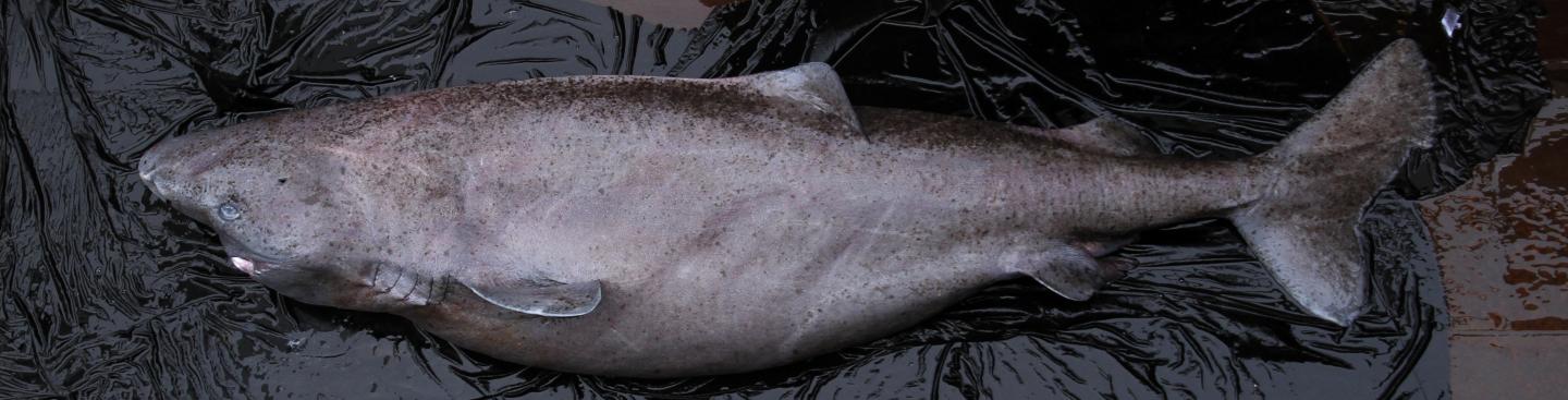 Environmental DNA (eDNA) In Seawater Samples Could Reveal Status of Deepwater Fish Populations