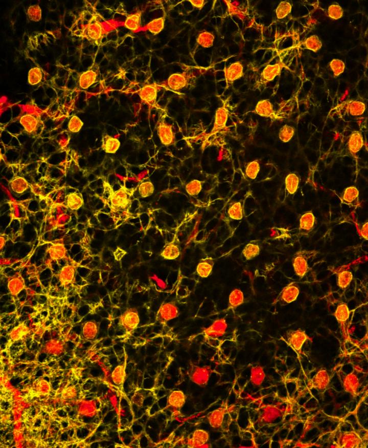 Top View of Horizontal Cells in the Retina