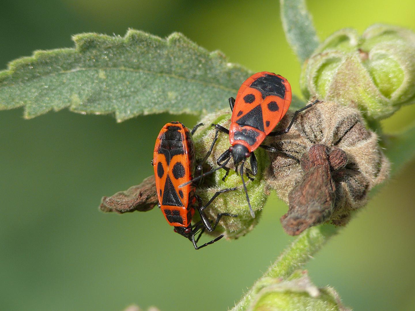 <i>Pyrrhocoris apterus</i>