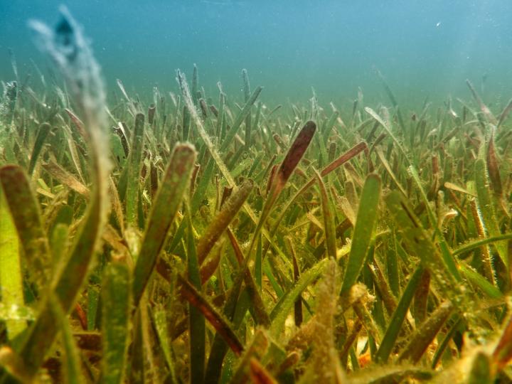 Seagrass off the Coast of Australia